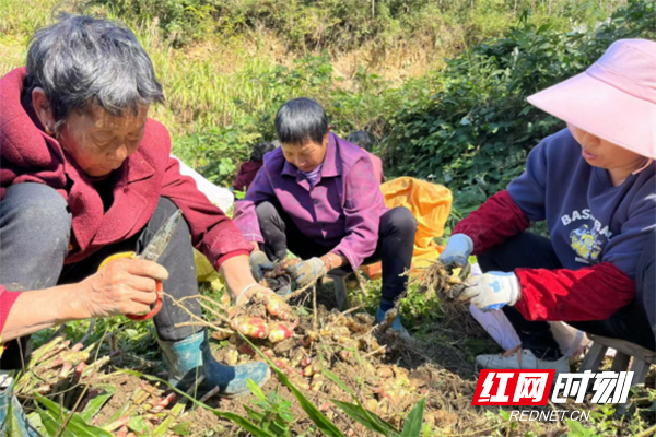 “姜”好产业落地生根 炎陵县特色产业发展跑出“加速度”