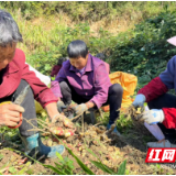 “姜”好产业落地生根 炎陵县特色产业发展跑出“加速度”