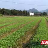 炎陵县霞阳镇：冬种油菜春赏花 “冬闲田”蝶变“致富田”