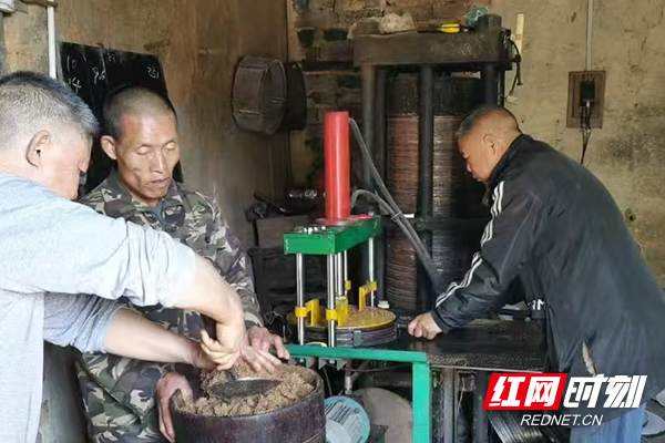 炎陵县船形乡：丰收季节茶油飘香 “小油茶”成为“致富果”