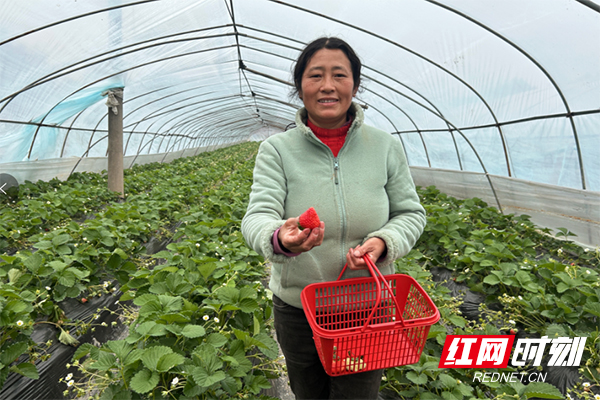 炎陵县霞阳镇：小草莓结出幸福果，“莓”好生活有盼头