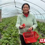 炎陵县霞阳镇：小草莓结出幸福果，“莓”好生活有盼头