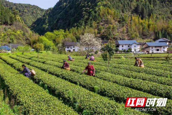 炎陵：茶园飘香冒新绿 农户喜笑采茶忙