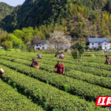 炎陵：茶园飘香冒新绿 农户喜笑采茶忙