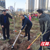 荷塘区检察院组织参加义务植树活动