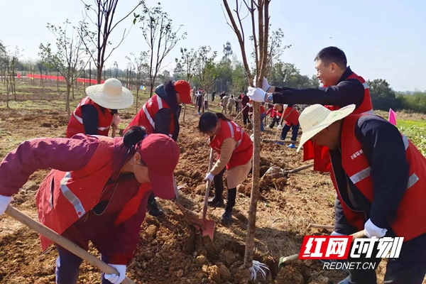 株洲市石峰区：义务植树添新绿  共建生态新城