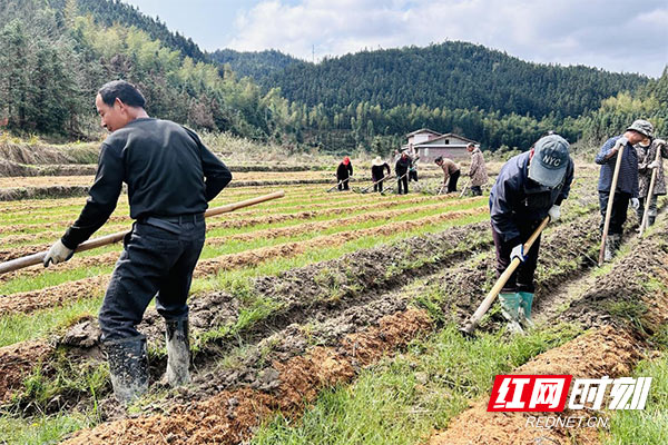 炎陵县十都镇：竹荪播种促增收 撑起群众“致富”伞