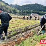 炎陵县十都镇：竹荪播种促增收 撑起群众“致富”伞