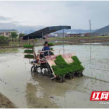 炎陵县霞阳镇：水稻插秧忙 沃野披“绿装”