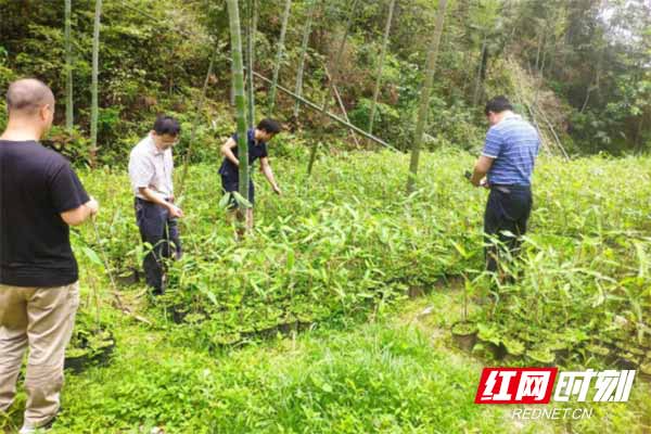 炎陵县十都镇：淡淡粽叶香 片片“致富叶”