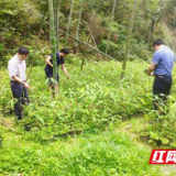 炎陵县十都镇：淡淡粽叶香 片片“致富叶”