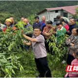 炎陵县中村瑶族乡开展黄桃种植及病害防治技术培训