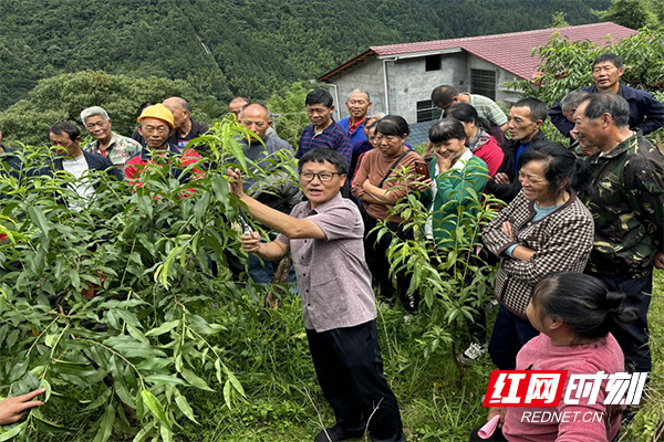 炎陵县中村瑶族乡开展黄桃种植及病害防治技术培训