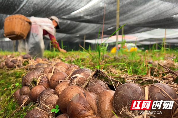 视频丨炎陵：小竹荪喜迎丰收 拓宽村民致富路