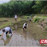 炎陵县十都镇：干群联动齐上阵 水稻育秧助丰产