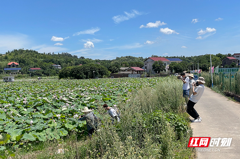 视频丨“荷”风送爽，在株洲来一场自然美学与工业科技的邂逅