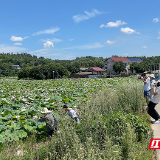 视频丨“荷”风送爽，在株洲来一场自然美学与工业科技的邂逅