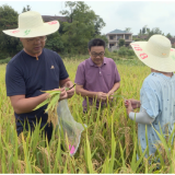 茶陵：省植保研究所专家“田间问诊” 为水稻管理开“良方”