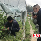 醴陵沩山村：荷花里取“致富经”