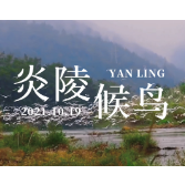 视频丨鸟鸣彼伏 千年鸟道炎陵再迎万千候鸟大团聚