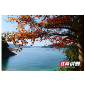 视频丨攸县酒仙湖：层林尽染 绯红点缀好风景