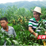 脱贫攻坚典型样板村丨炎陵县中村瑶族乡平乐村：小小黄桃让贫困村“逆袭”奔小康