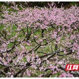 视频丨桃花开了 炎陵黄桃成熟不远了