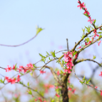 株洲·周末去哪儿丨视频：春风迎面吹 桃花朵朵开