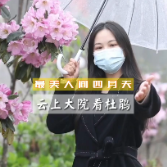 株洲·周末去哪儿丨视频：花海惹人醉 云上大院赏花步入“杜鹃档”