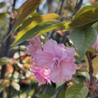 茶陵：茶祖公园樱花盛开