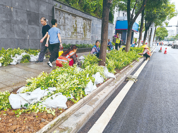 新华桥东头路段补植复绿