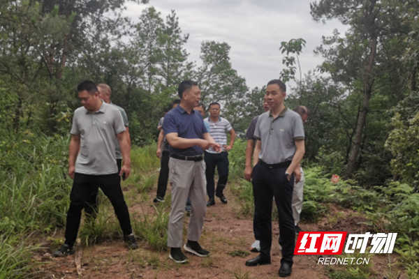 湖南省林业局到石峰区开展松材线虫病除治质量评估检查