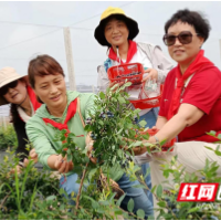 攸县丫江桥镇仙石村蓝莓园开园了