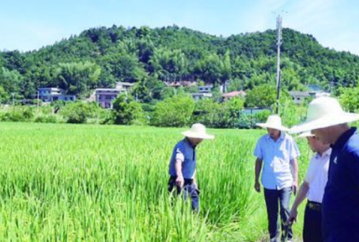 干旱持续升级 株洲8个县市区32个乡镇129个村有旱情