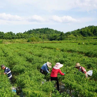 富足之道 渌口“椒”傲