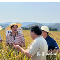 柏连阳一行在渌口区考察低镉品种试验示范基地工作