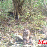 湖南炎陵发现国家二级重点保护野生动物藏酋猴