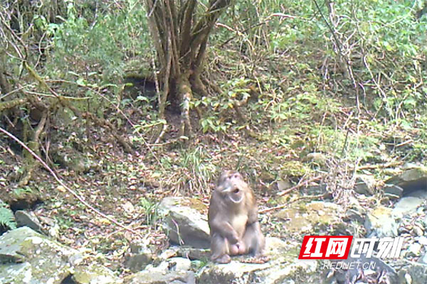 湖南炎陵发现国家二级重点保护野生动物藏酋猴