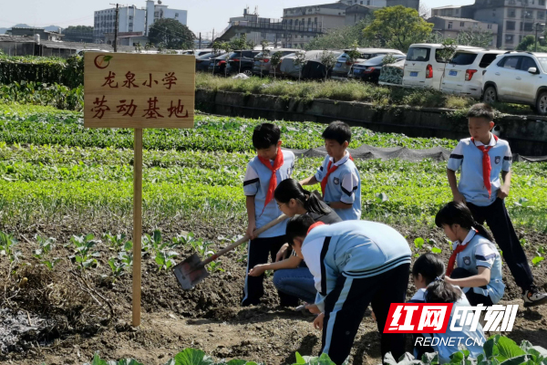 龙泉小学开展劳动基地实践活动