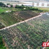 这个盛夏 请你去渌口区南洲镇尝一口鲜果