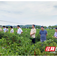 人大代表就做大做强醴陵辣椒产业进行调研