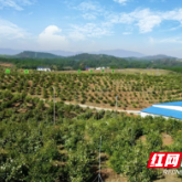 特写丨金色的馈赠  走进攸爱万亩山茶籽基地