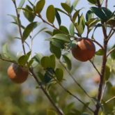 株洲农行“及时雨”润泽“湘东油库”