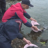 茶陵县开展公益诉讼增殖放流活动