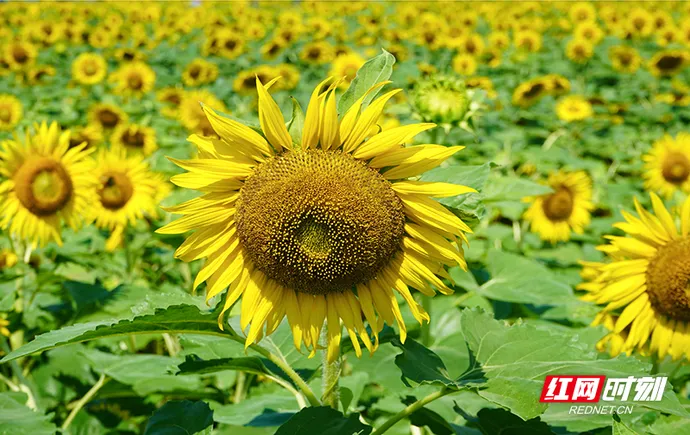组图丨邂逅向日葵花海！株洲超美打卡地邀你赴约
