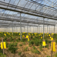 温暖“加持” 株洲王十万黄辣椒抢鲜“春节档”