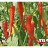 醴陵:玻璃牛角椒上市 产品走俏省内外市场