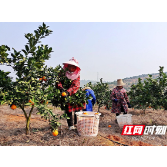 攸县：脐橙飘香 80万斤将远销香港