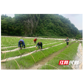 乡村振兴丨炎陵县：一粒好大米 一条致富路