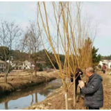 醴陵枫林镇:打造“河畅、水清、岸绿、景美”的生态环境